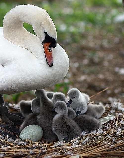 Photo:  Swan family